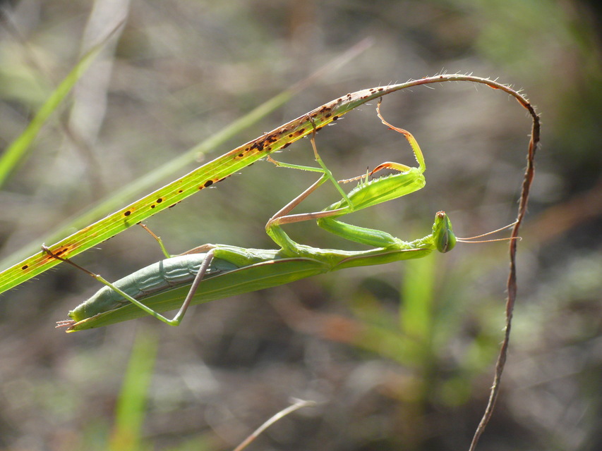 Mantis religiosa - imádkozósáska