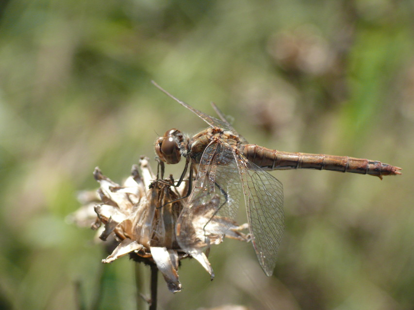 Sympetrum vulgatum - barkós katona-szitakötő