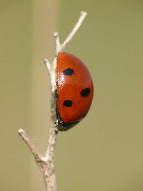 Coccinella septempunctata - hétpettyes katica