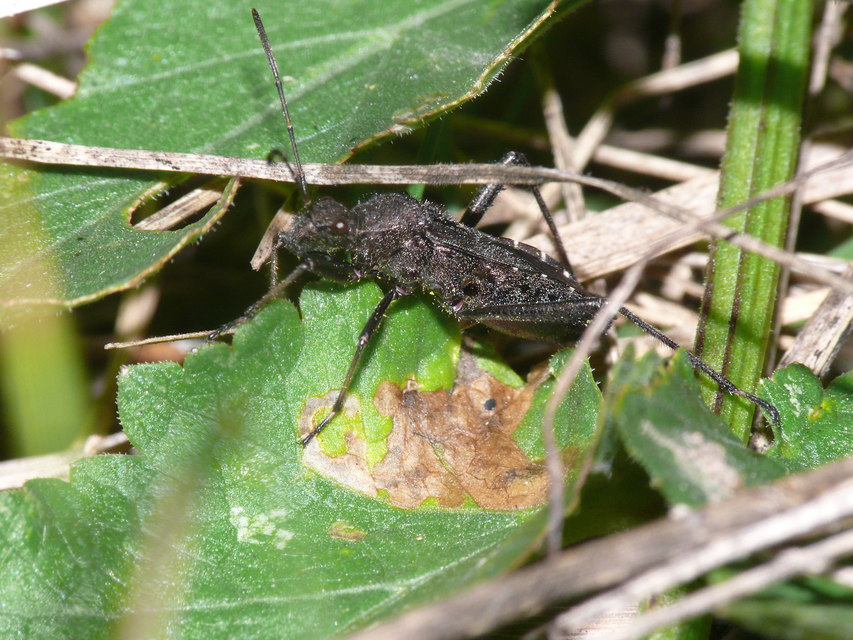 Alydus calcaratus - szőrös tövispoloska
