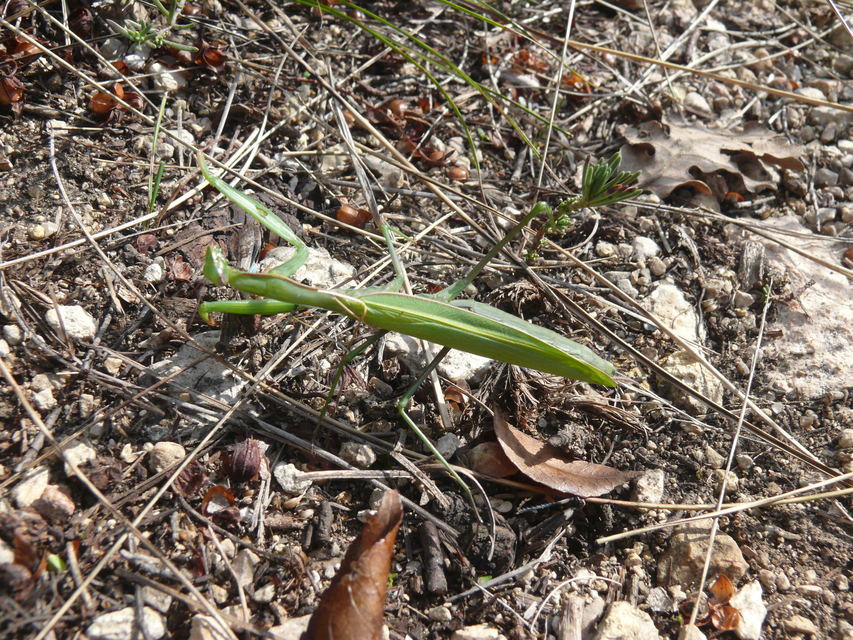 Mantis religiosa - imádkozósáska