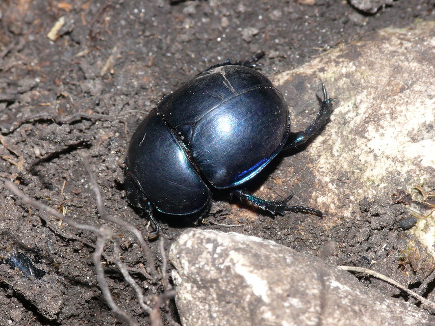Trypocopris vernalis - tavaszi álganéjtúró
