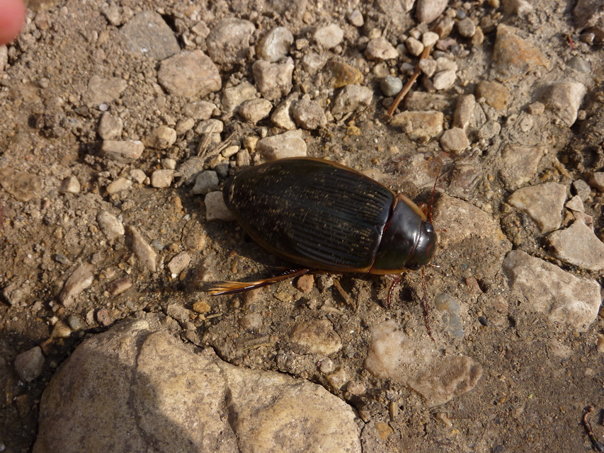Dytiscus dimidiatus - tompacsípős csíkbogár