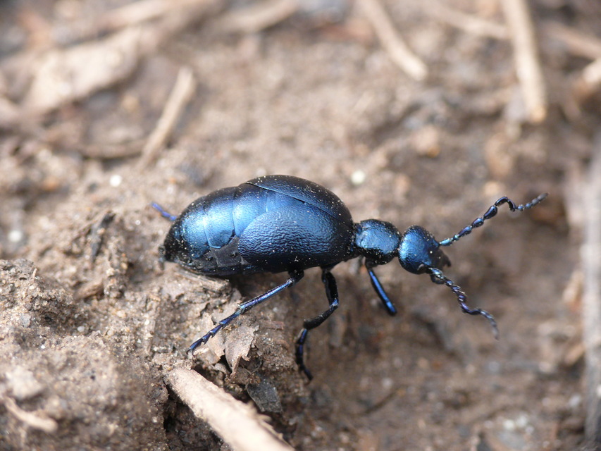 Meloe violaceus - kék nünüke
