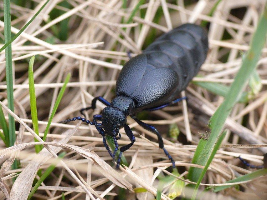 Meloe proscarabaeus - közönséges nünüke