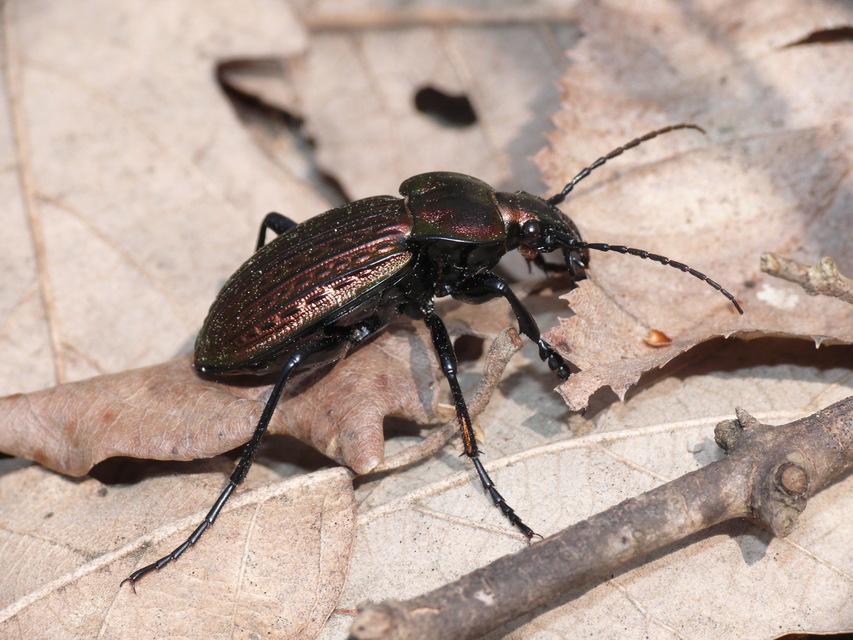 Carabus ulrichii - rezes futrinka Carabus ulrichii - rezes futrinka