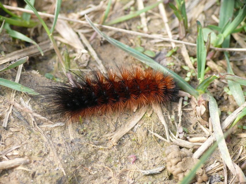 Hyphoraia aulica - barna medvelepke