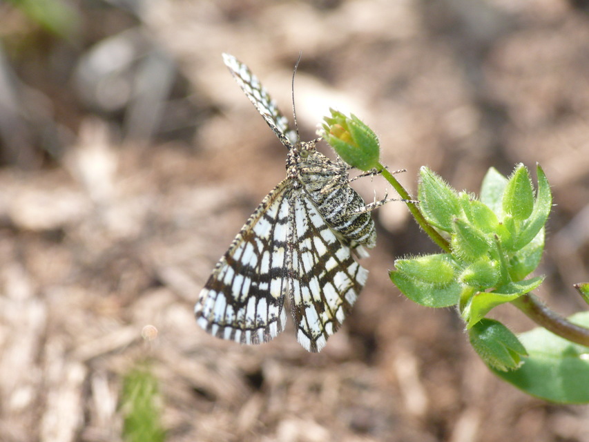 Chiasmia clathrata - rácsos rétiaraszoló