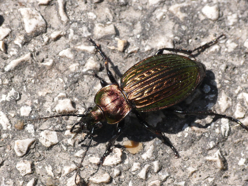 Carabus ulrichii - rezes futrinka Carabus ulrichii - rezes futrinka