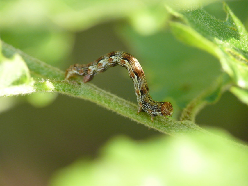 Erannis defoliaria - nagy téliaraszoló