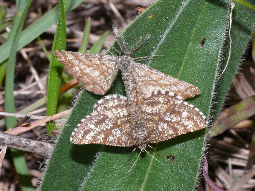 Ematurga atomaria - barna rétiaraszoló