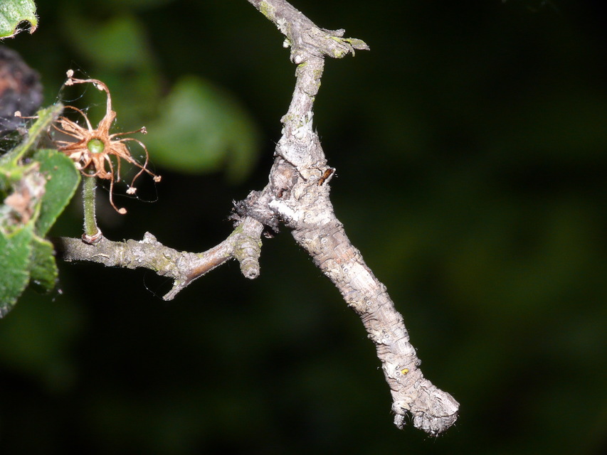 Crocallis elinguaria - sárga sávosaraszoló