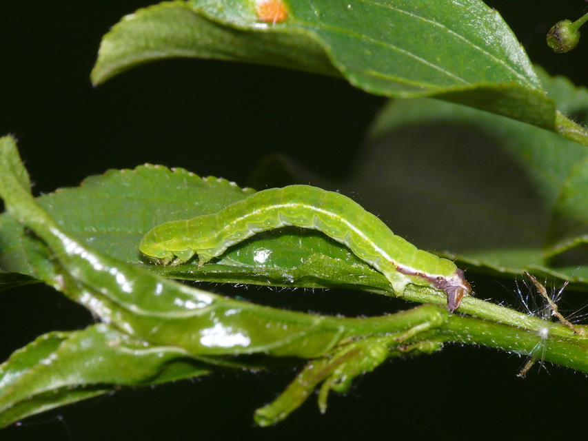 Philereme transversata - varjútövis-araszoló