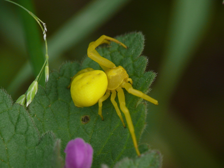Misumena vatia - viráglakó karolópók