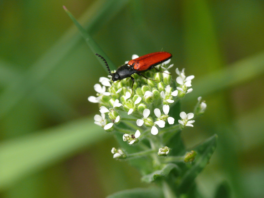 Ampedus