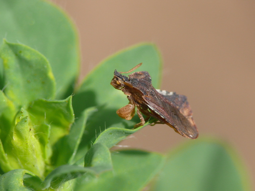 Phymata crassipes - fogólábú poloska