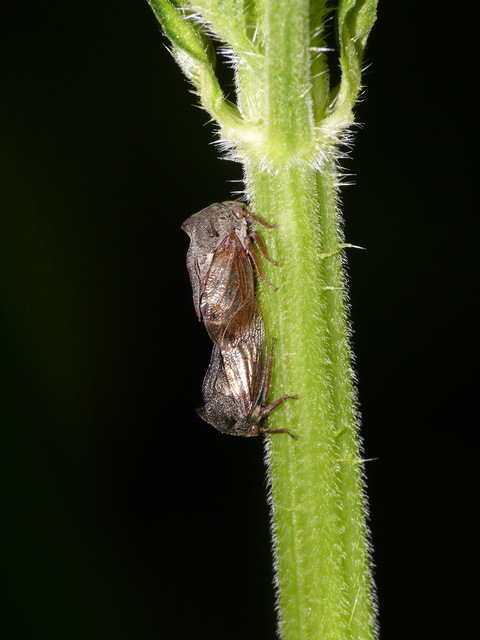 Centrotus cornutus - szarvaskabóca
