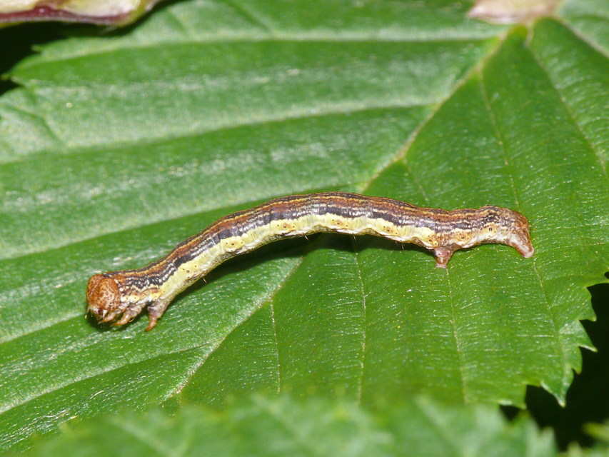 Erannis defoliaria - nagy téliaraszoló