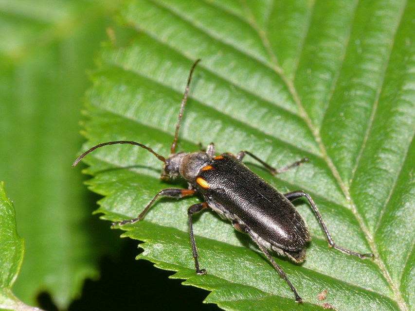 Cortodera humeralis - négyfoltos cserjecincér