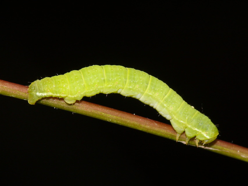 Epirrita
