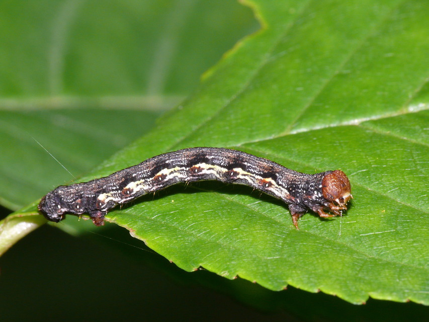 Erannis defoliaria - nagy téliaraszoló