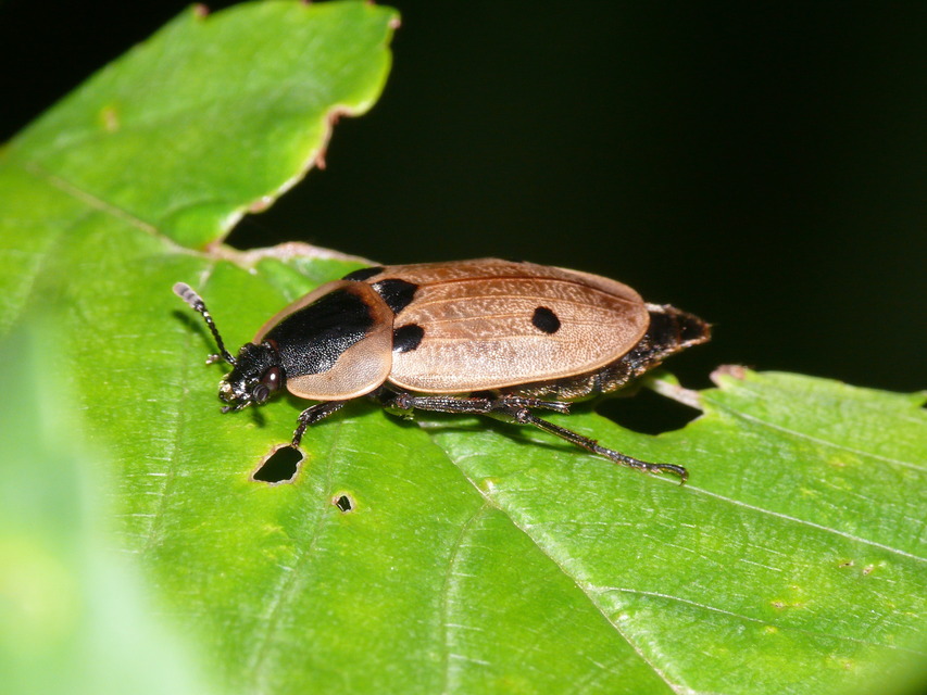 Dendroxena quadrimaculata - négypettyes dögbogár