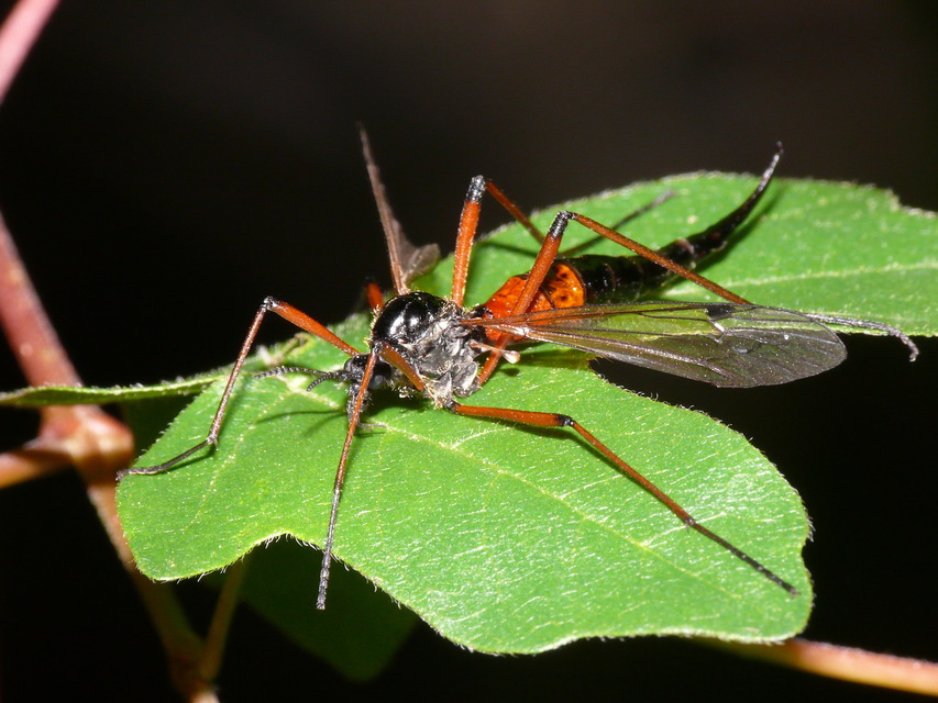 Tanyptera nigricornis