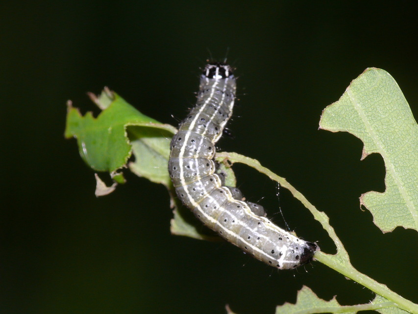 Orthosia cruda - kis barkabagoly