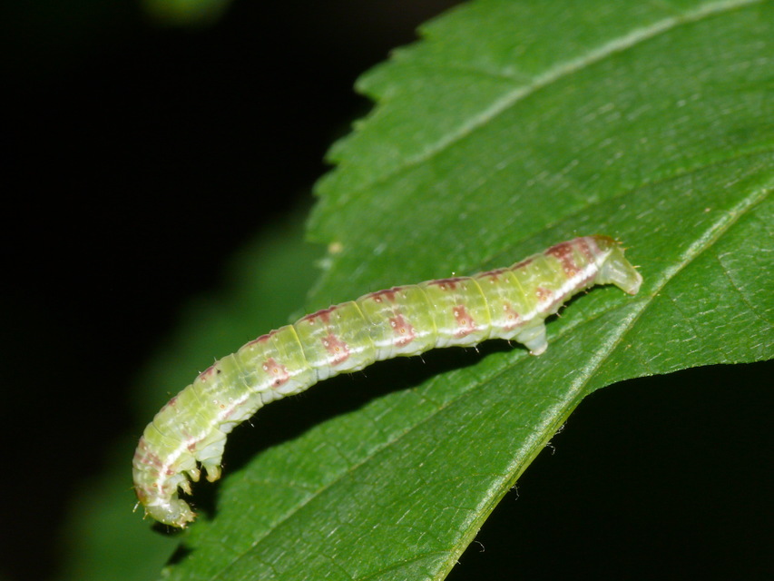 Epirrita christyi/dilutata