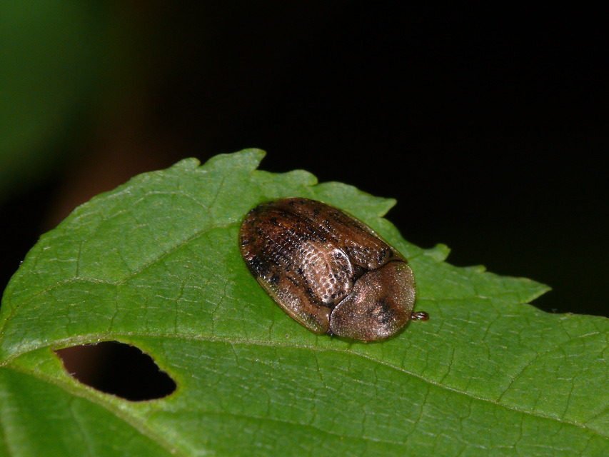 Cassida nebulosa - laboda-pajzsbogár Cassida nebulosa - laboda-pajzsbogár