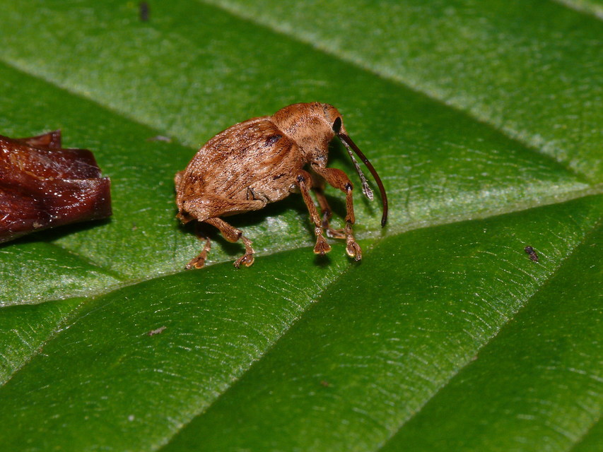 Curculio pellitus - makklikasztó zsuzsóka