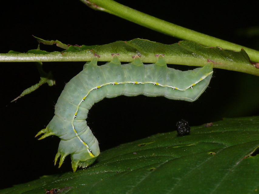 Asteroscopus sphinx - csillagnéző bundásbagoly