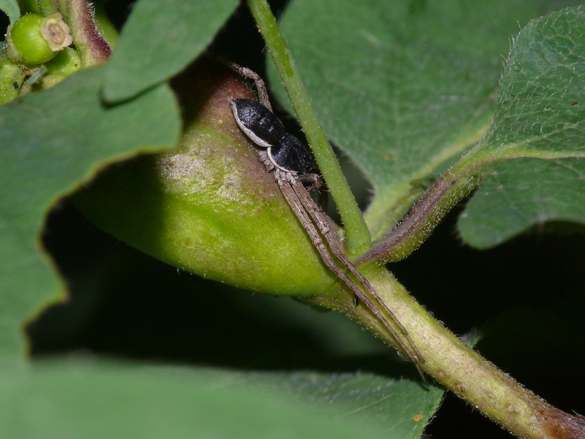 Philodromus dispar - lomb karolópók