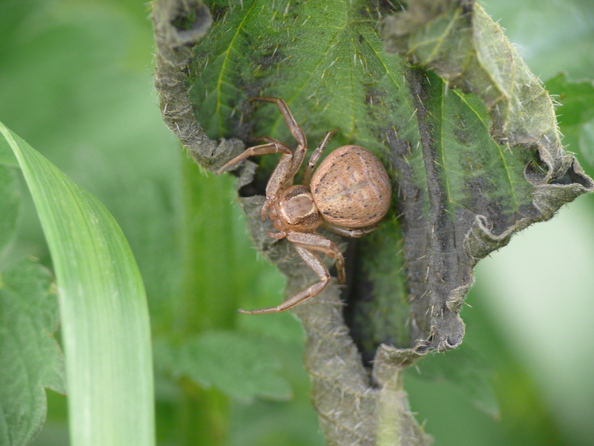 Xysticus