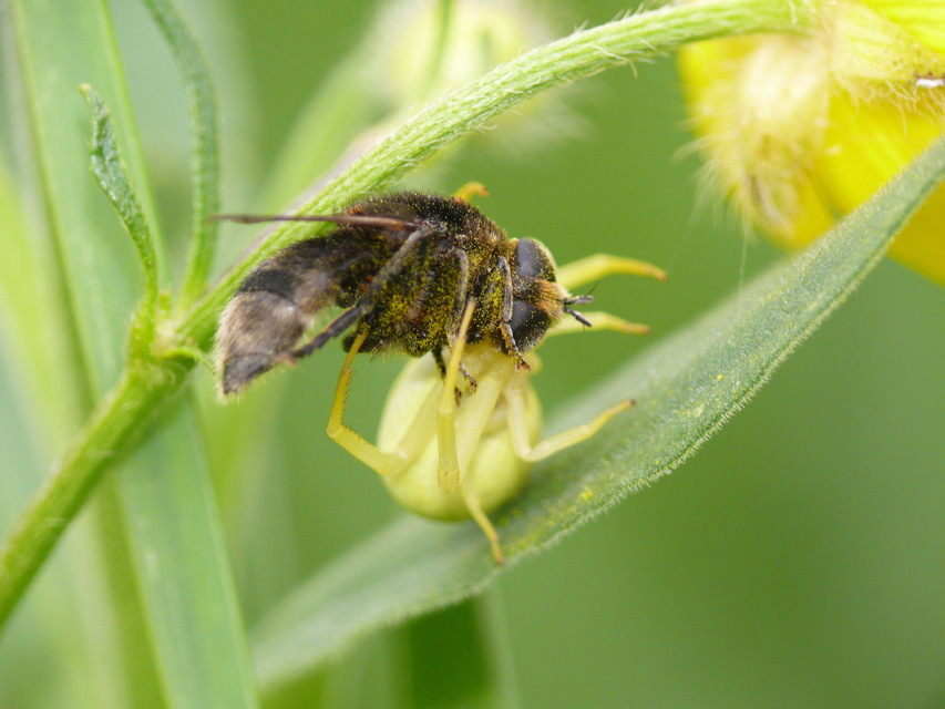 Misumena vatia - viráglakó karolópók