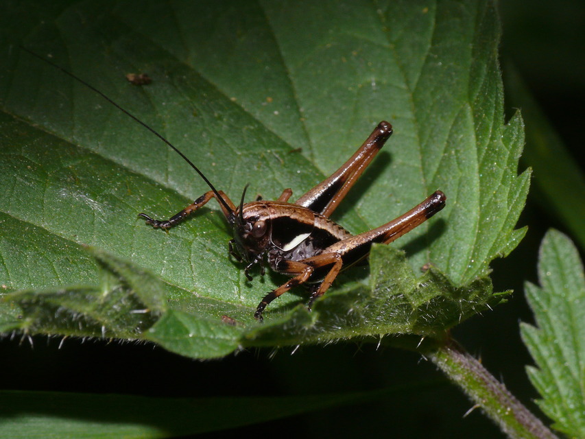 Pholidoptera aptera - nagy avarszöcske