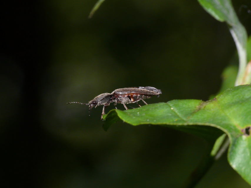 Elateridae - pattanóbogárfélék