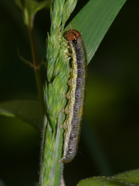 Loscopia scolopacina - csinos dudvabagoly