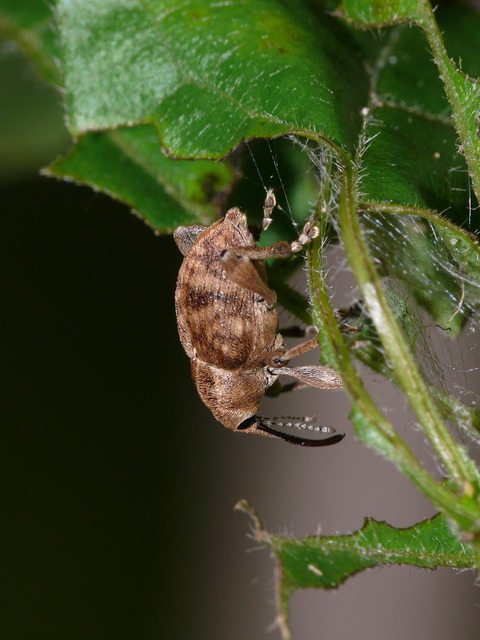 Curculio elephas - gesztenyezsuzsóka