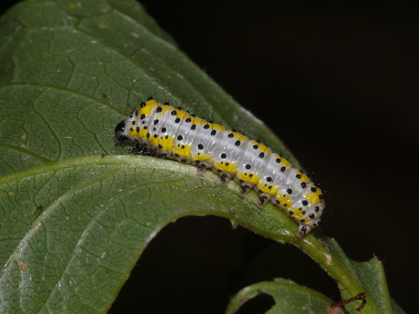 Diloba caeruleocephala - őszi kékesbagoly