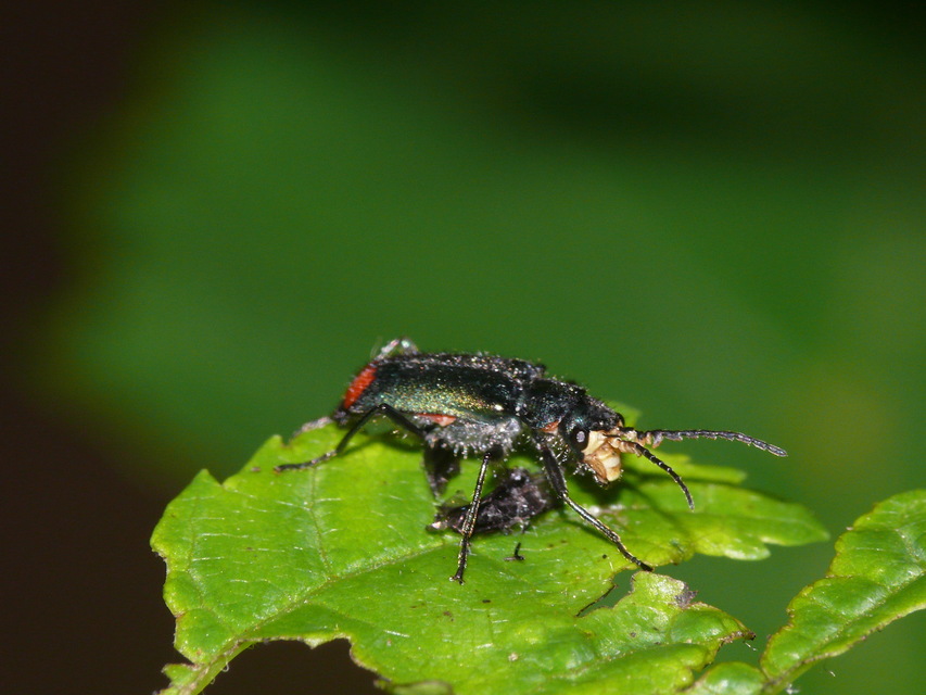 Malachius bipustulatus - kétfoltos bibircsesbogár