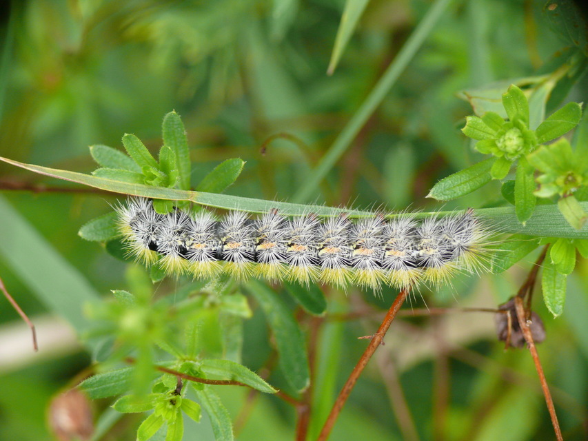Rhyparia purpurata - bíborszínű medvelepke