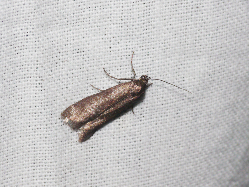 Phycitinae