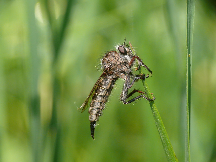 Erax barbatus