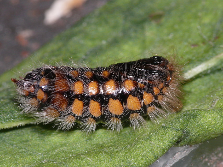 Pentophera morio - réti gyapjaslepke