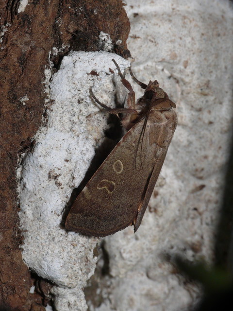Noctua comes - kis sárgafűbagoly