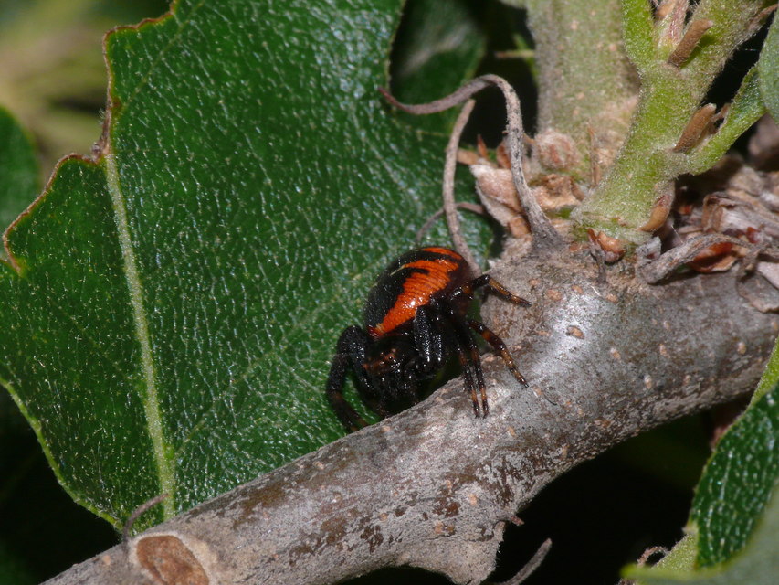 Synema globosum/ornatum