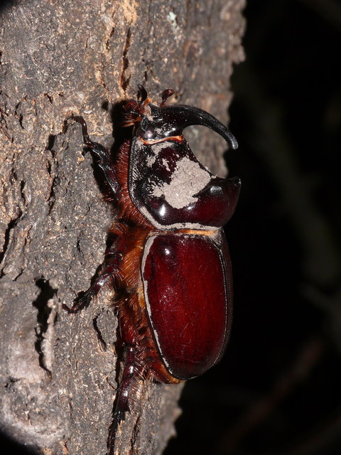 Oryctes nasicornis - orrszarvú bogár