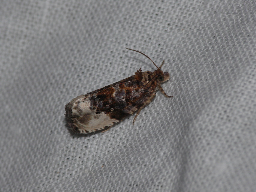 Olethreutinae