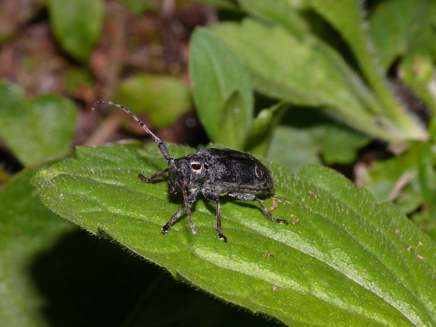 Mesosa curculionoides - szemfoltos cincér
